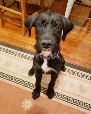 Image post by @thesavannahwolfhound on Instagram