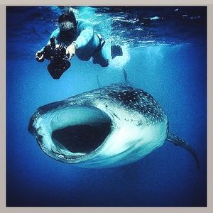 Image post by @discovery on Instagram