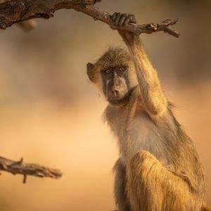 Image post by @chiawasafaris on Instagram