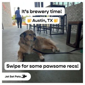 Image post by @jetsetpets on Instagram