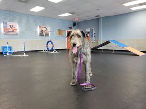 Image post by @thesavannahwolfhound on Instagram