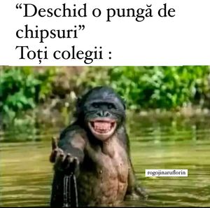 Image post by @rogojinaruflorin on Instagram