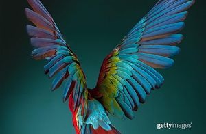 Image post by @gettyimages on Instagram
