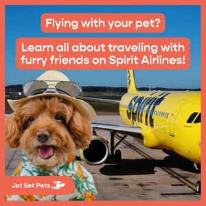 Image post by @jetsetpets on Instagram