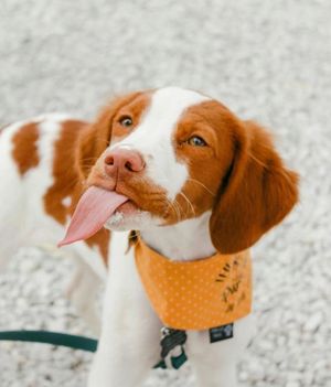Image post by @evolvepetfood on Instagram