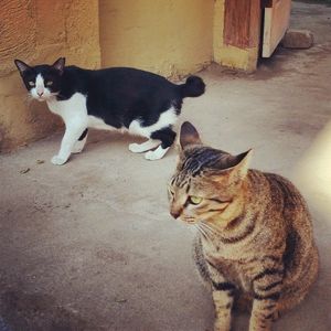 Image post by @animalplanet on Instagram