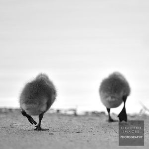 Image post by @lightboximages on Instagram