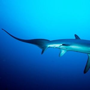 Image post by @discovery on Instagram