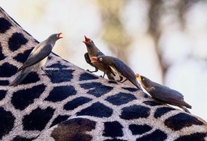 Image post by @chiawasafaris on Instagram