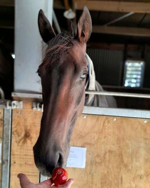 Image post by @thestableinfluencenz on Facebook