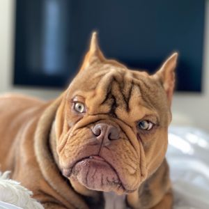 Image post by @animalplanet on Instagram
