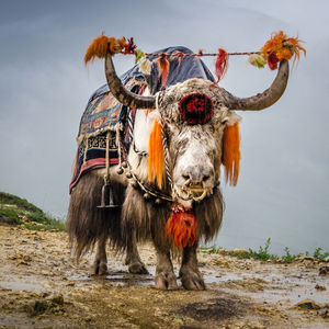 Image post by @animalplanet on Instagram