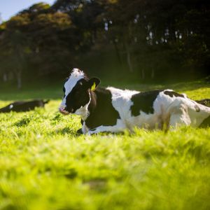 Image post by @arladairyuk on Instagram