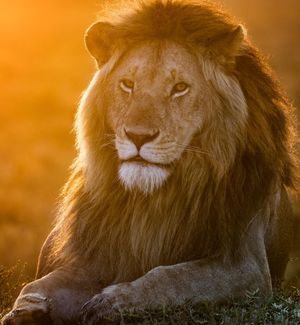 Image post by @animalplanet on Instagram