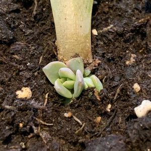 Image post by @kidsgardening on Instagram