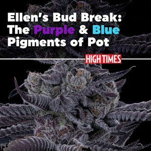Image post by @hightimesmagazine on Instagram