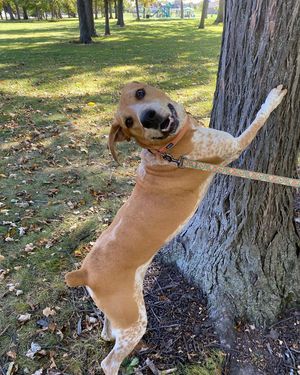 Image post by @evolvepetfood on Instagram