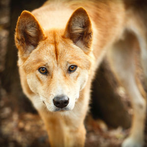 Image post by @animalplanet on Instagram