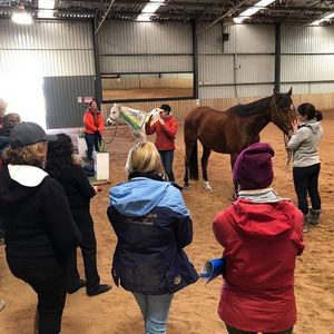 Image post by @performancesaddlefitssthsydney on Instagram