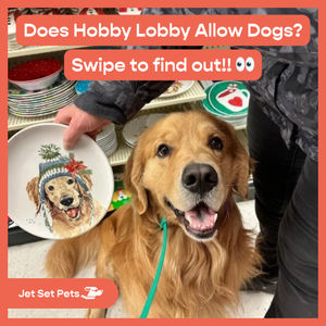 Image post by @jetsetpets on Instagram