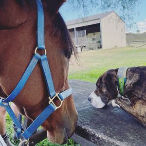 Image post by @gundyparkequine on Instagram