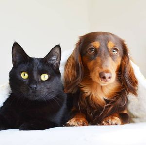 Image post by @evolvepetfood on Instagram