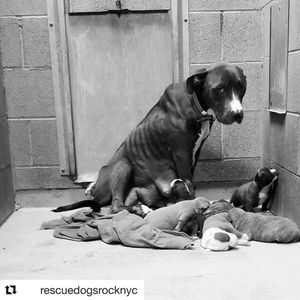 Image post by @laraleatrump on Instagram