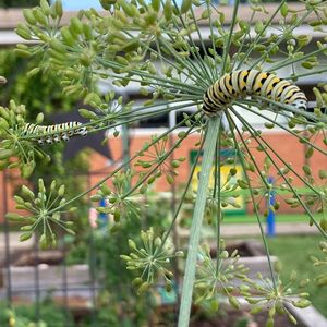 Image post by @kidsgardening on Instagram
