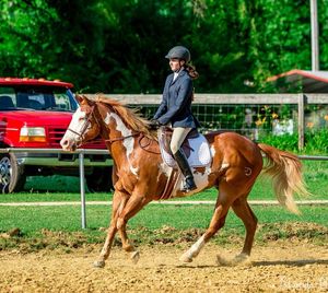 Image post by @appalachianequestrian on Instagram