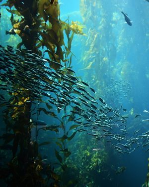 Image post by @wsloneocean on Instagram