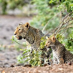 Image post by @chiawasafaris on Instagram