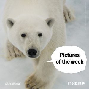 Image post by @greenpeace on Instagram