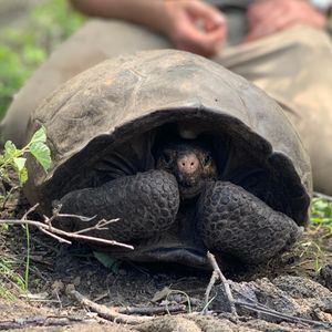 Image post by @animalplanet on Instagram