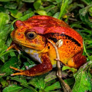 Image post by @animalplanet on Instagram