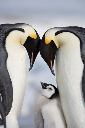 Image post by @AnimalPlanet on Twitter/X