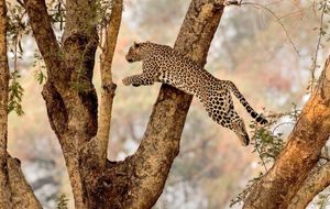 Image post by @chiawasafaris on Instagram