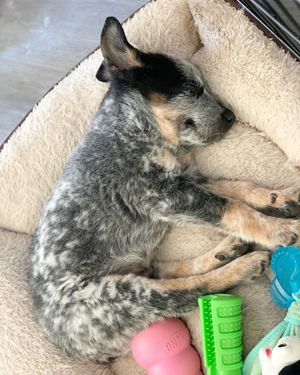 Image post by @evolvepetfood on Instagram