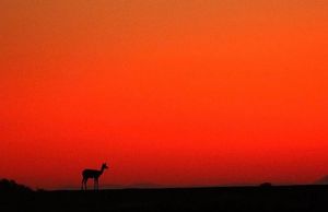 Image post by @chiawasafaris on Instagram