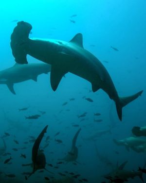 Image post by @wsloneocean on Instagram