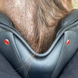 Video post by @performancesaddlefitssouthernsydney on Facebook