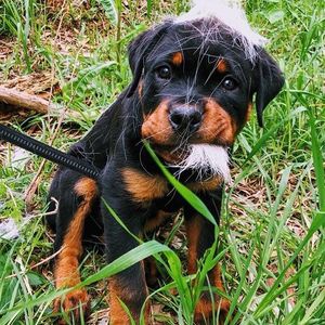 Image post by @bestforpetsmelb on Instagram