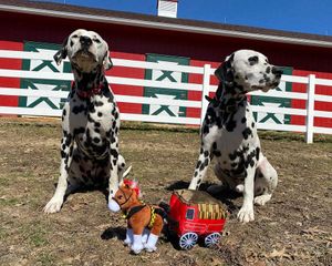 Image post by @WarmSpringsRanch on Facebook