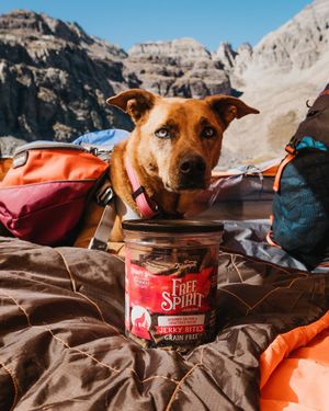Image post by @triumphpetfood on Instagram