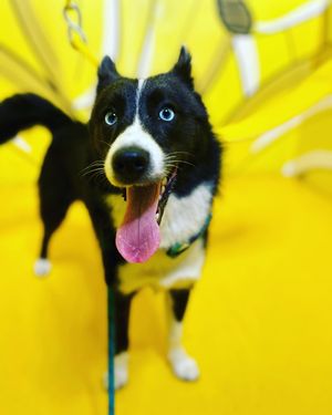 Image post by @tux_the_blue_pomsky on Instagram