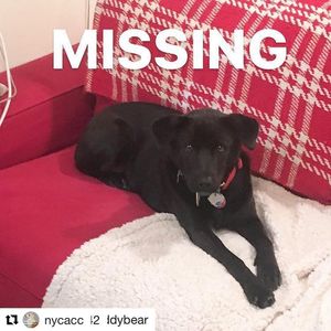 Image post by @laraleatrump on Instagram