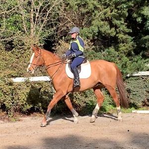 Image post by @snaffle_it on Instagram