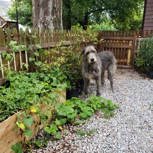 Image post by @thesavannahwolfhound on Instagram