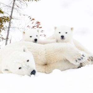 Image post by @centerforbiodiv on Instagram