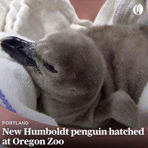 Image post by @theoregonian on Instagram