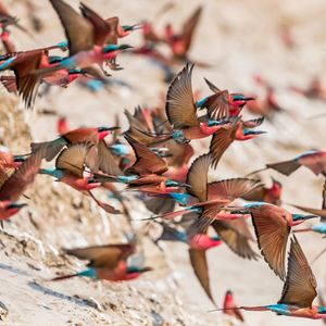 Image post by @chiawasafaris on Instagram